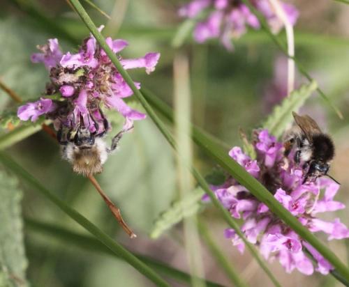 Bombus humilis